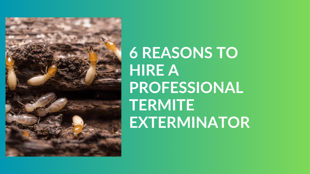 6 reasons to hire a professional termite exterminator